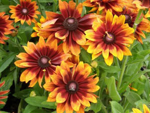 Rudbeckia Autumn Colours